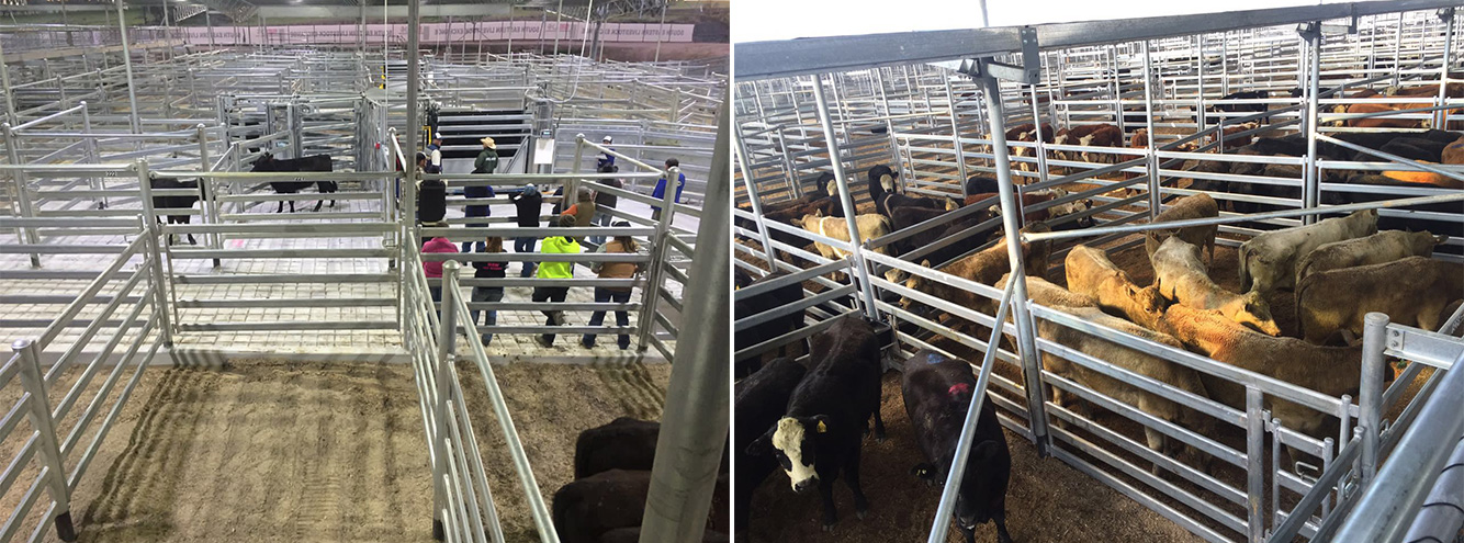 Australia’s Newest Saleyards Complex Opens for Business at Yass