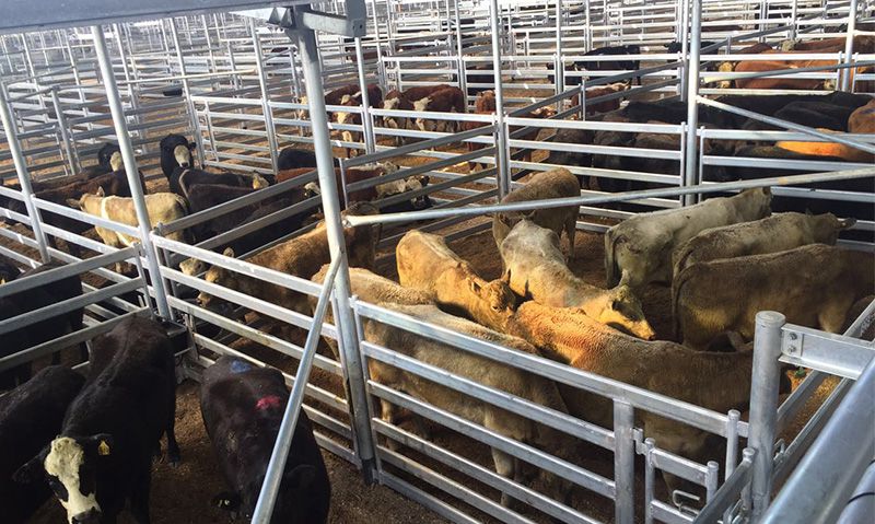 Australia’s Newest Saleyards Complex Opens for Business at Yass