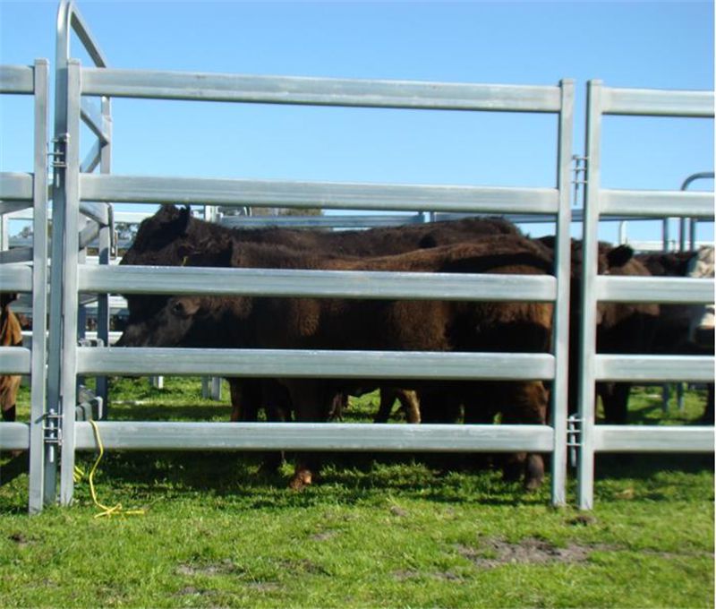 Cattle Panel