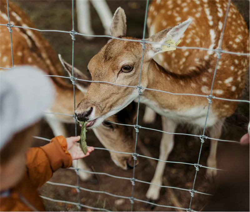 Deer Fencing