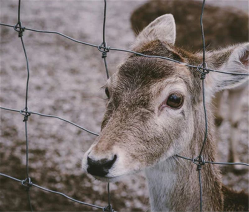 Deer Fencing