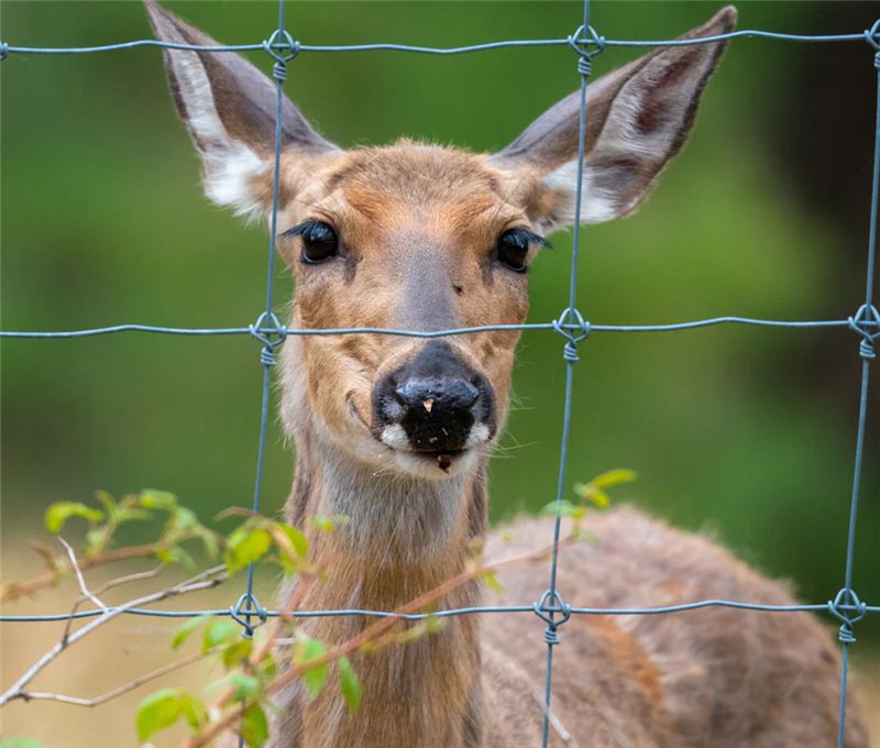 Deer Fencing