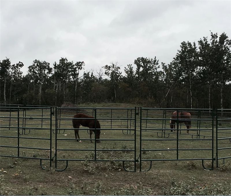 Equine Panel