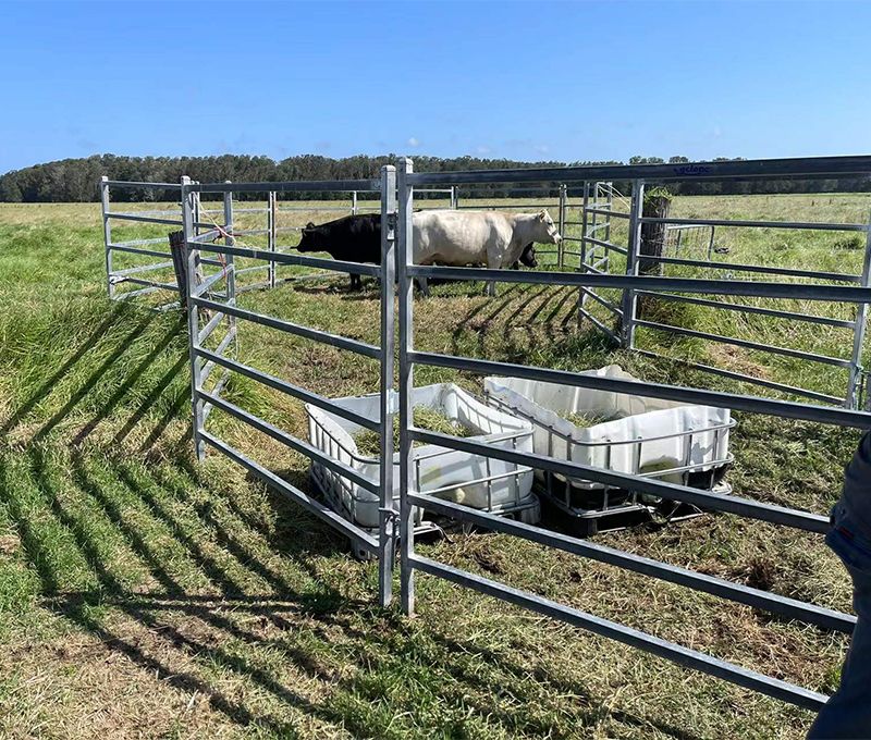 Cattle Panel