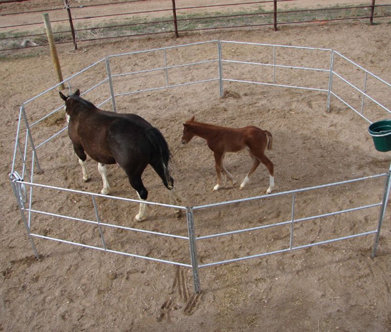 Horse Float Panel